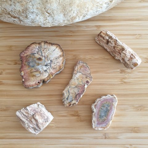 fosszilia-osmaradvany-disztargy