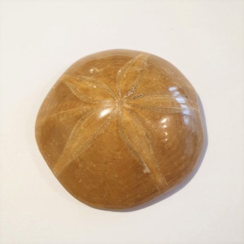 echinolampas-fosszilia