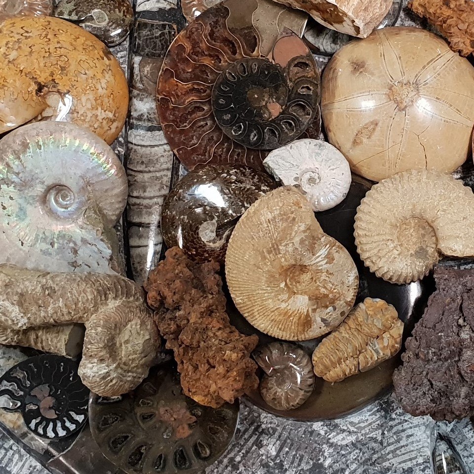 Kövületek képződése