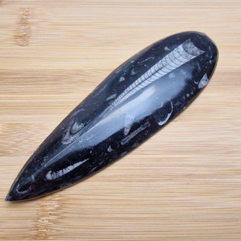 orthoceras-fosszilia