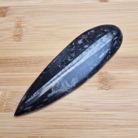 orthoceras-fosszilia