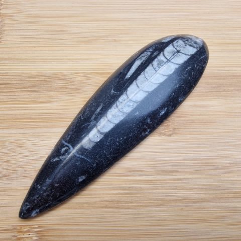 orthoceras-fosszilia