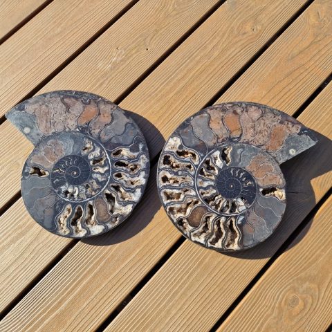 ammonitesz-fosszilia