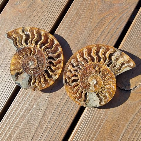 ammonitesz-fosszilia