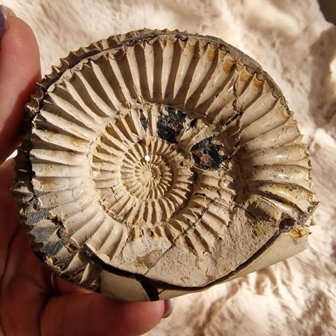 ammonitesz-szeptariaban