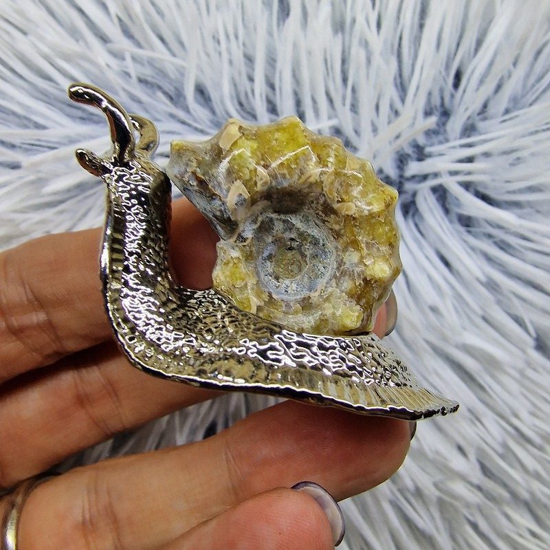 Ammonitesz csiga - Image 3