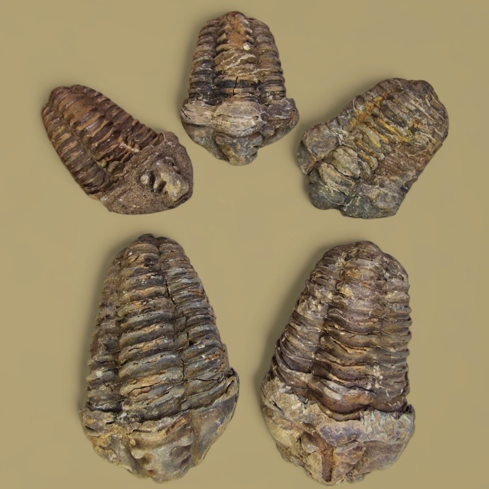 Trilobita fosszíliák – az ősi tenger titokzatos lakói