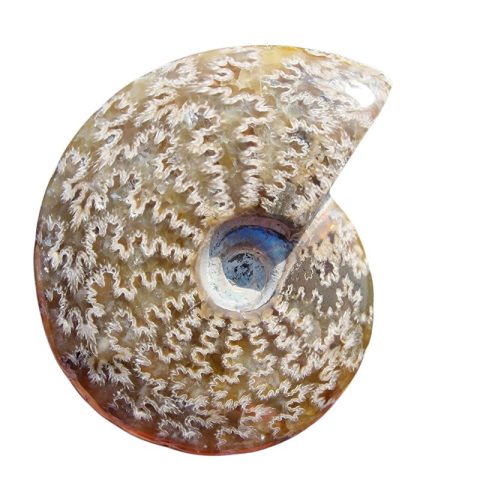 ammonitesz-fosszilia