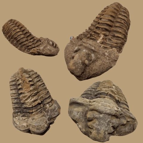 Trilobita