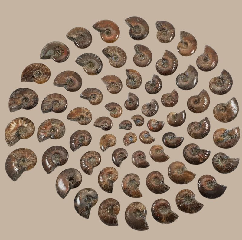 Ammonitesz fosszília – az idő lenyomata